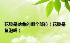 花胶是啥鱼的哪个部位（花胶是鱼泡吗）
