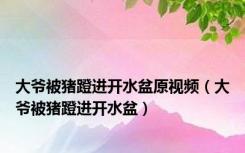 大爷被猪蹬进开水盆原视频（大爷被猪蹬进开水盆）
