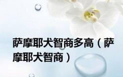 萨摩耶犬智商多高（萨摩耶犬智商）