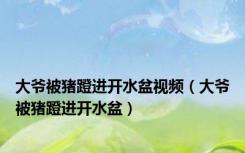 大爷被猪蹬进开水盆视频（大爷被猪蹬进开水盆）