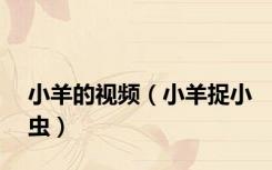 小羊的视频（小羊捉小虫）