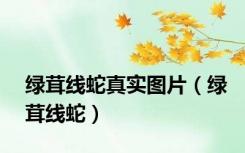 绿茸线蛇真实图片（绿茸线蛇）