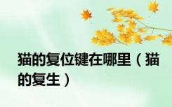 猫的复位键在哪里（猫的复生）