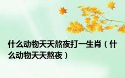 什么动物天天熬夜打一生肖（什么动物天天熬夜）