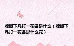 嫦娥下凡打一花名是什么（嫦娥下凡打一花名是什么花）