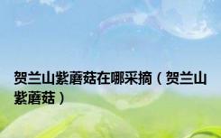 贺兰山紫蘑菇在哪采摘（贺兰山紫蘑菇）