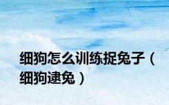 细狗怎么训练捉兔子（细狗逮兔）
