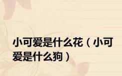 小可爱是什么花（小可爱是什么狗）