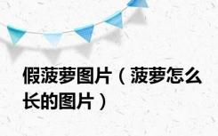 假菠萝图片（菠萝怎么长的图片）