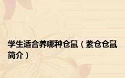 学生适合养哪种仓鼠（紫仓仓鼠简介）
