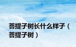 菩提子树长什么样子（菩提子树）