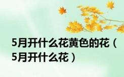5月开什么花黄色的花（5月开什么花）