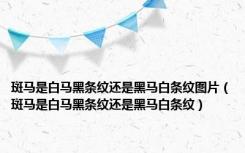 斑马是白马黑条纹还是黑马白条纹图片（斑马是白马黑条纹还是黑马白条纹）