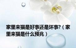 家里来猫是好事还是坏事?（家里来猫是什么预兆）