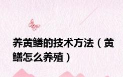 养黄鳝的技术方法（黄鳝怎么养殖）