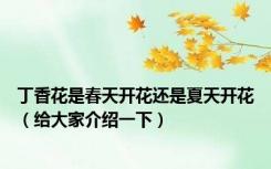 丁香花是春天开花还是夏天开花（给大家介绍一下）