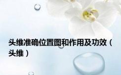 头维准确位置图和作用及功效（头维）