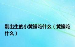 刚出生的小黄鳝吃什么（黄鳝吃什么）