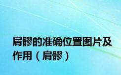 肩髎的准确位置图片及作用（肩髎）