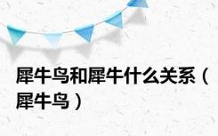 犀牛鸟和犀牛什么关系（犀牛鸟）