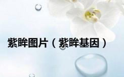 紫眸图片（紫眸基因）