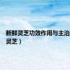 新鲜灵芝功效作用与主治（新先灵芝）