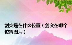 剑突是在什么位置（剑突在哪个位置图片）