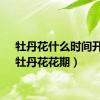 牡丹花什么时间开放（牡丹花花期）