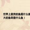 世界上最贵的鱼是什么鱼?（最大的鱼类是什么鱼）