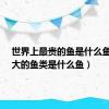 世界上最贵的鱼是什么鱼?（最大的鱼类是什么鱼）