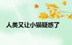 人类又让小猫疑惑了