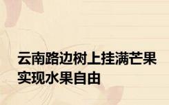云南路边树上挂满芒果实现水果自由