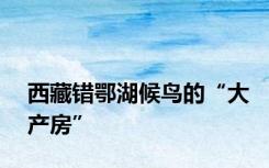 西藏错鄂湖候鸟的“大产房”