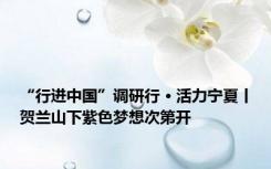 “行进中国”调研行 · 活力宁夏丨贺兰山下紫色梦想次第开