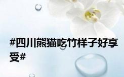 #四川熊猫吃竹样子好享受#