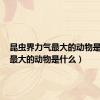 昆虫界力气最大的动物是什么（最大的动物是什么）