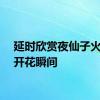 延时欣赏夜仙子火龙果开花瞬间