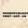 狗狗疑因吃野生菌出现迷惑行为，对着镜子一边招手一边躲