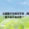 云南猴子生啃见手青，网友震惊：猴子会不会中毒？