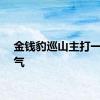 金钱豹巡山主打一个霸气
