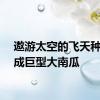 遨游太空的飞天种子长成巨型大南瓜
