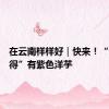 在云南样样好｜快来！“云上舍得”有紫色洋芋