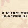 哪一种竹子不长在土里?脑筋急转弯（哪一种竹子不长在土里）