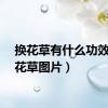换花草有什么功效（换花草图片）