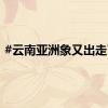 #云南亚洲象又出走了#