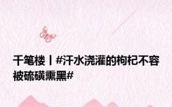 千笔楼丨#汗水浇灌的枸杞不容被硫磺熏黑#