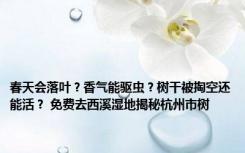 春天会落叶？香气能驱虫？树干被掏空还能活？ 免费去西溪湿地揭秘杭州市树