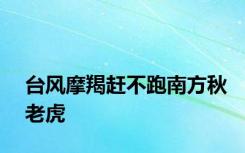 台风摩羯赶不跑南方秋老虎