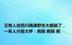 又有人在四川偶遇野生大熊猫了， 一车人兴奋大呼：熊猫 熊猫 熊