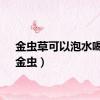 金虫草可以泡水喝吗（金虫）